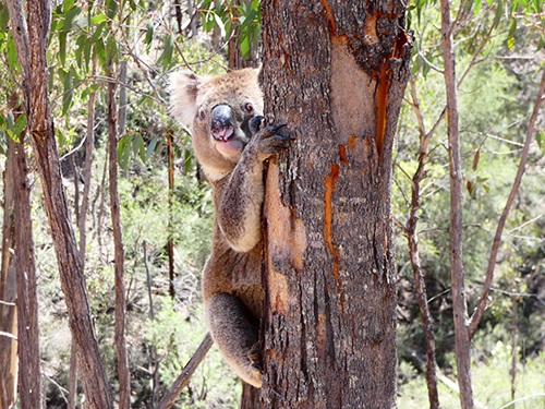 NSW Government to boost Koala population and improve national park access