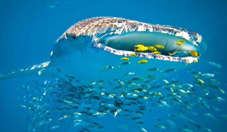 Visitor statistics show whale shark tourism on the rise