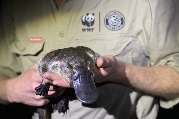 Platypus released into Sydney’s Royal National Park after being locally extinct for 50 years