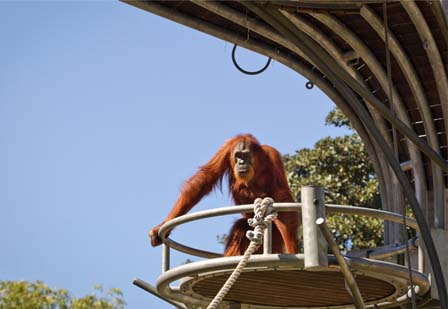 Visitors get up close to Perth Zoo’s orangutans