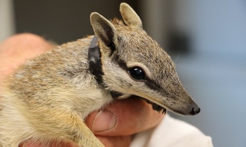 Perth Zoo to release numbats into predator-free wild