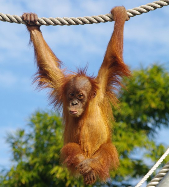 Perth Zoo to assess orangutan security after pair escape