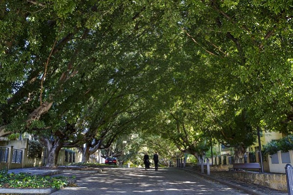City of Perth Urban Forest program acknowledged for role in improving public health