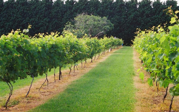 Queensland wineries support new strategy to build international wine tourism