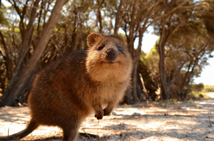 Tourists charged after alleged attempting to burn a Quokka on Rottnest Island