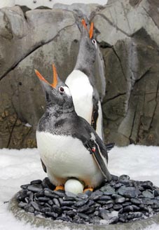 New Gentoo penguin breeding season underway at SEA LIFE Melbourne Aquarium