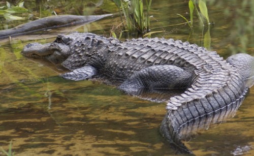 Queensland Government to increase funding for crocodile management