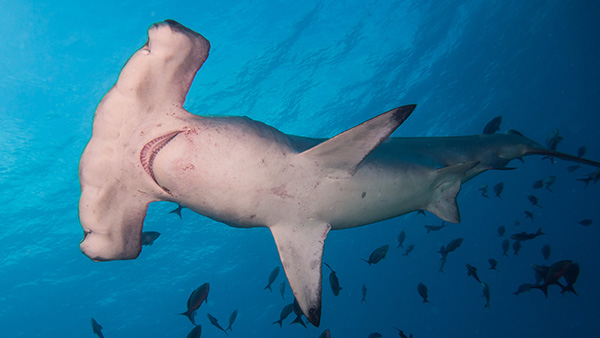 Marine conservation groups applaud reforms to reduce number of sharks killed in Queensland