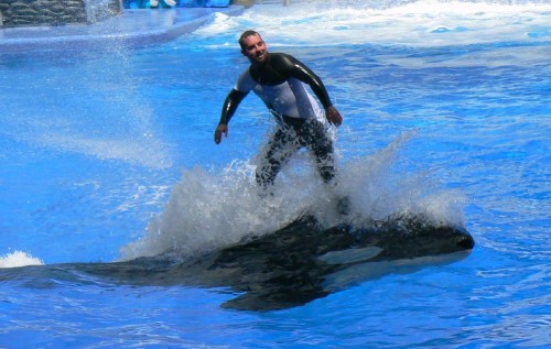 SeaWorld USA to move away from killer whale shows