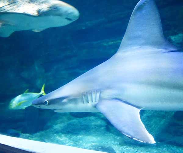 SEA LIFE Melbourne Aquarium marks Shark Awareness Day with live streams and videos