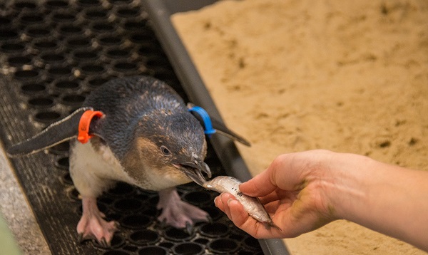 SEA LIFE Sunshine Coast welcomes its first penguins