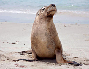 Western Australian sea lions infected with high rate of Giardia