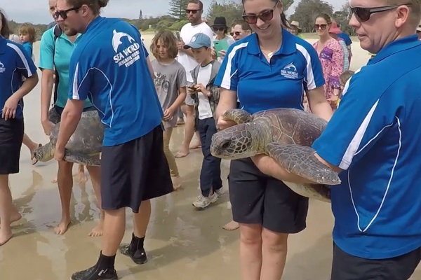 Sea World team releases pair of rehabilitated green turtles