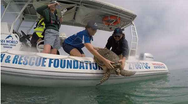 Sea World team assist in releasing rehabilitated turtles into wild