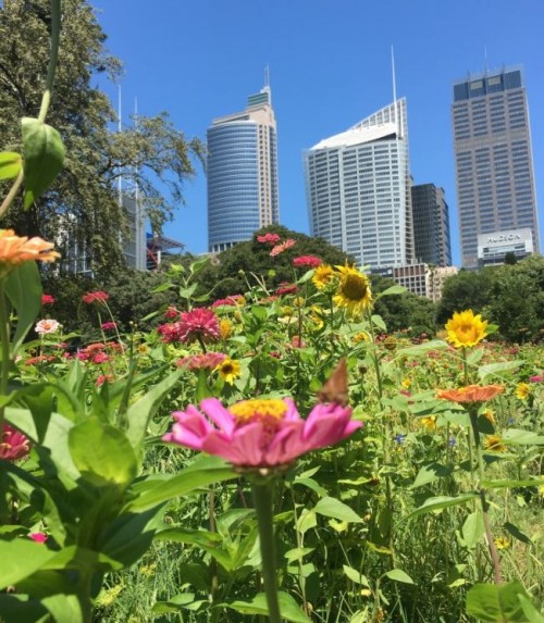 Wildflower meadow pops up in the heart of Sydney