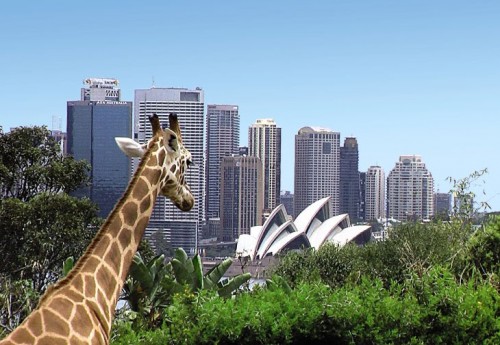 Taronga Zoo named Australia’s best major tourist attraction