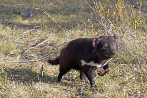 Fence to protect newly released Tasmanian Devils