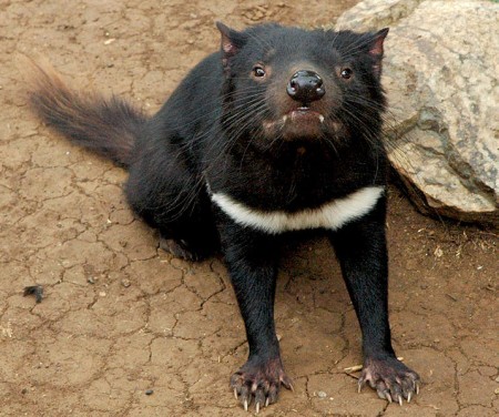 Tasmanian Devils to aid sustainability of mainland Australian ecosystems?