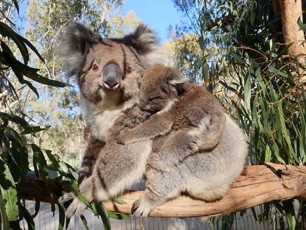Evacuated koalas return to upgraded enclosure