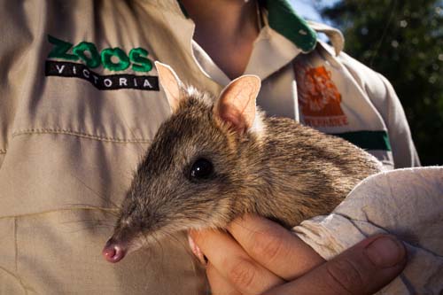 Federal Government appoints commissioner for threatened species