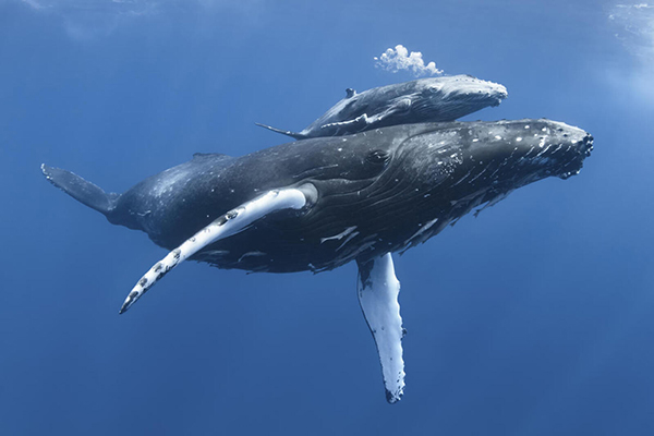 Greenpeace highlights urgent action required to protect Australian whales