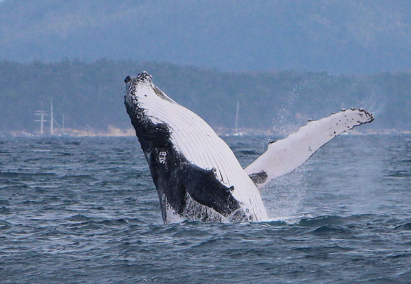 Whitsundays announced as a candidate for Whale Heritage Site status