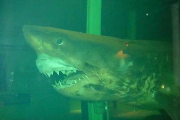 Battle to save embalmed great white shark at abandoned Victorian wildlife park
