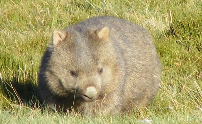 University of Adelaide conference to explore the secret life of wombats