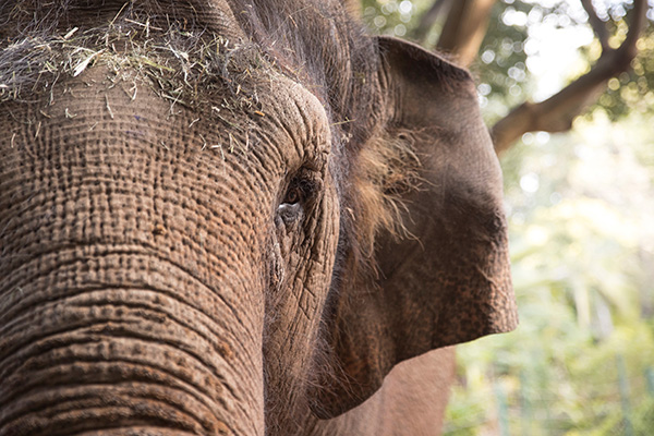 Zoos SA delighted to receive $1 million private donation for Asian Elephant campaign