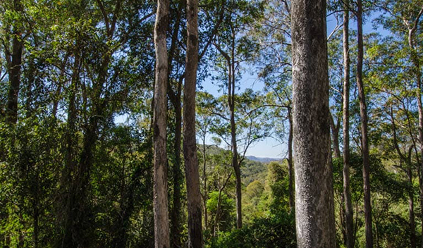 NSW National Parks and Wildlife Service need volunteers to guide tours