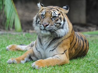 Taronga Zoo reveals plans for $16 million Sumatran Tiger exhibit