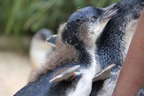 Taronga Zoo welcomes 16 New Happy Feet