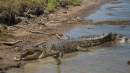 Northern Territory Crocodile Management Plan to ensure safety of swimmers