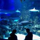 Cruise Passengers give top ranking to Cairns Aquarium educational tour