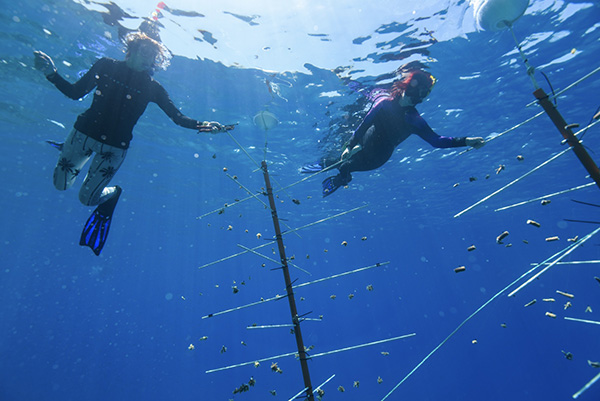 Australian tour operator Fun Over Fifty assists in reef restoration