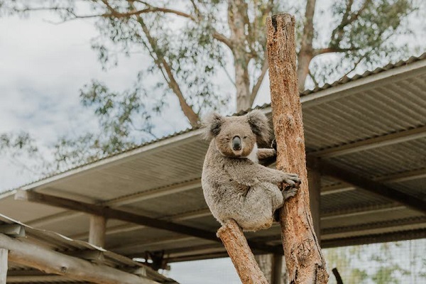 Hunter Valley Zoo relaunched Wildlife Parks branding - Australasian Leisure Management