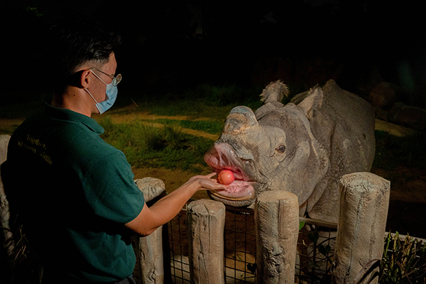 Singapore's Night Safari launches new feeding sessions with Indian  Rhinoceros - Australasian Leisure Management