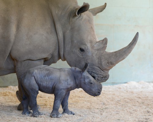 Australia Zoo welcomes another baby rhinoceros