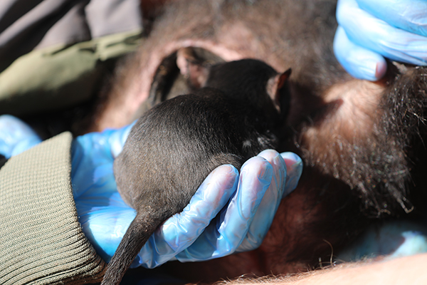 Aussie Ark celebrates birth of their 500th Tasmanian Devil joey