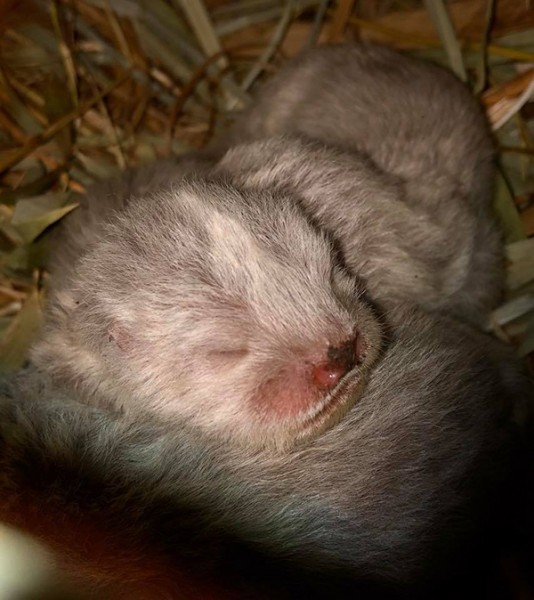 Adelaide Zoo announces birth of three otter pups