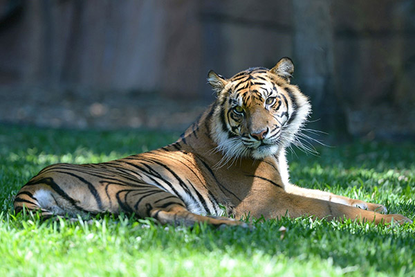 Adelaide Zoo welcomes female Sumatran Tiger