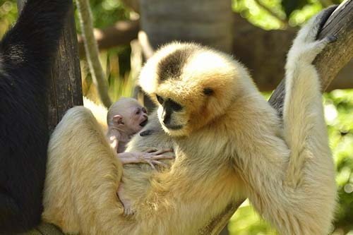 Critically endangered white-cheek gibbon born at Adelaide Zoo