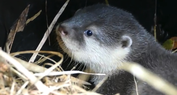 Adelaide Zoo otter breeding program continues to be successful