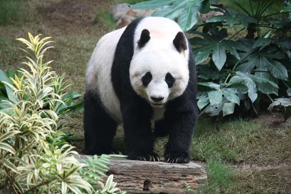 Adelaide Pandas bring $600 million boost