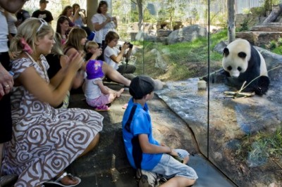 Adelaide Zoo’s Pandas boost visitors