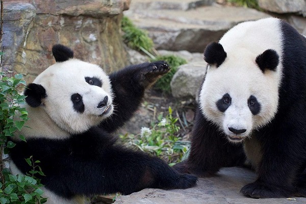 Giant Pandas to remain at Adelaide Zoo for another five years