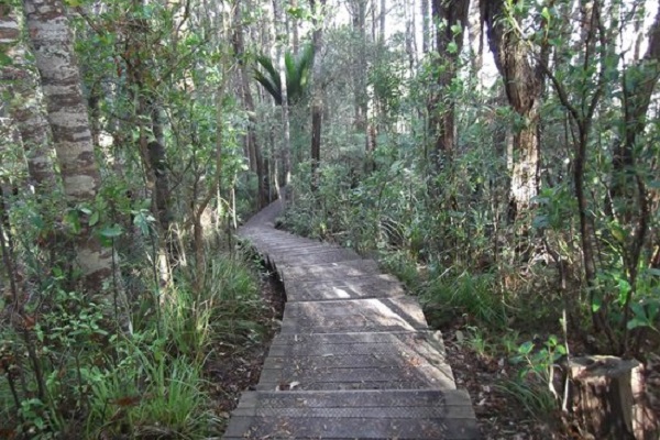 More Auckland parks being shut due to kauri dieback