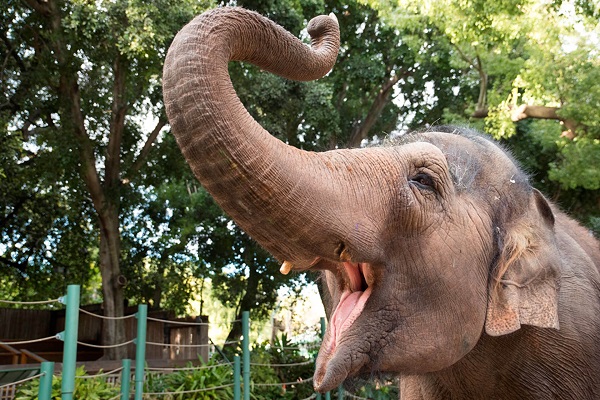 Last Perth Zoo elephants to be rehomed at South Australia’s Monarto Safari Park