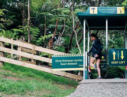 Auckland Council encouraged by community Kauri compliance