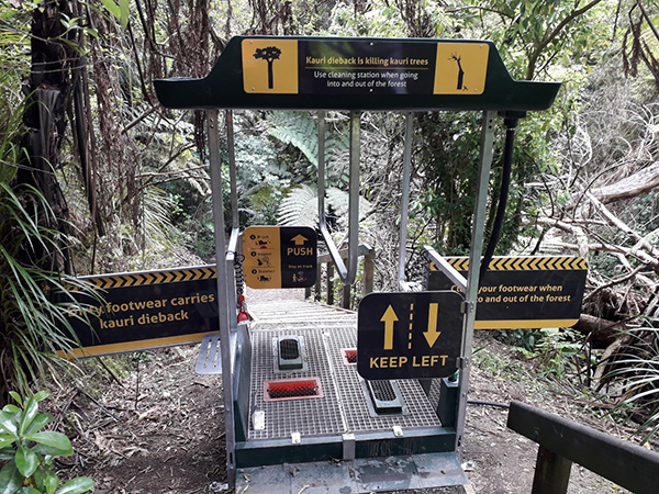Auckland installs new hygiene stations to protect kauri in Albany